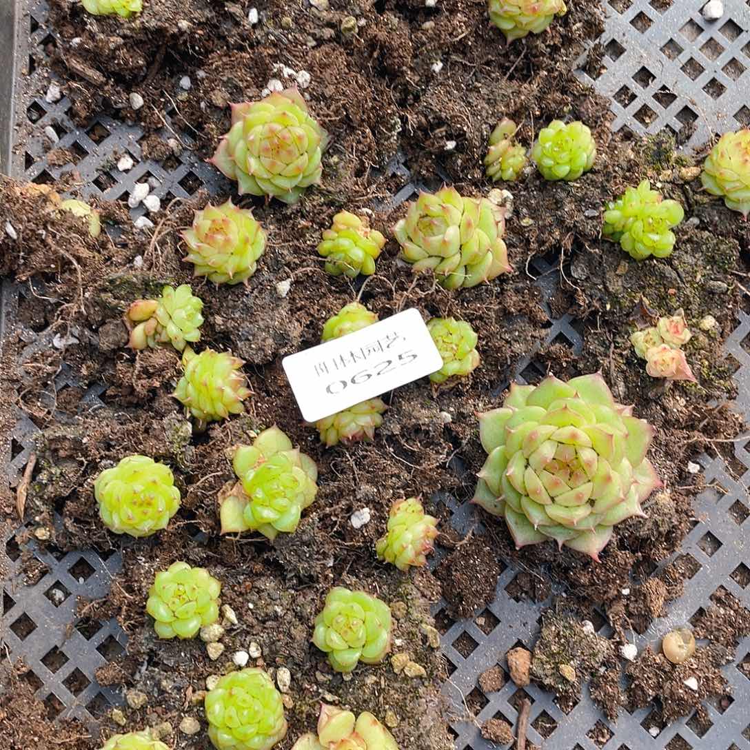 多肉植物多肉植物625