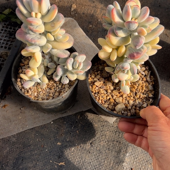 无花朵211号福娘锦两个无砍