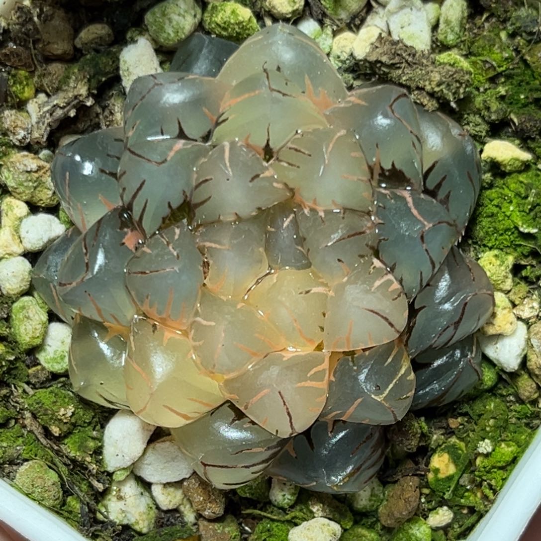 恭喜发财大吉大利939