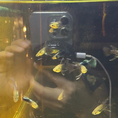 道***北孔雀鱼蓝礼服大Ｃ10条压成