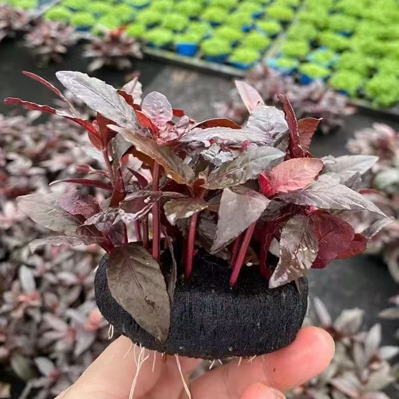 紫叶坨草新手懒人好养阴性草入缸即可成景