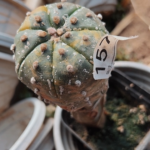 1579兜锦仙人球特价福利