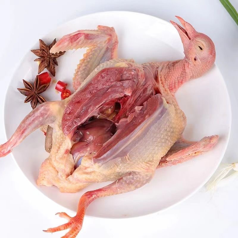 农家土鸽鹦鹉芙蓉宠物鸟观赏繁植拍前联系主播