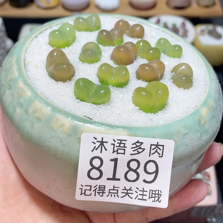 带盆土植物 精美盆栽8189