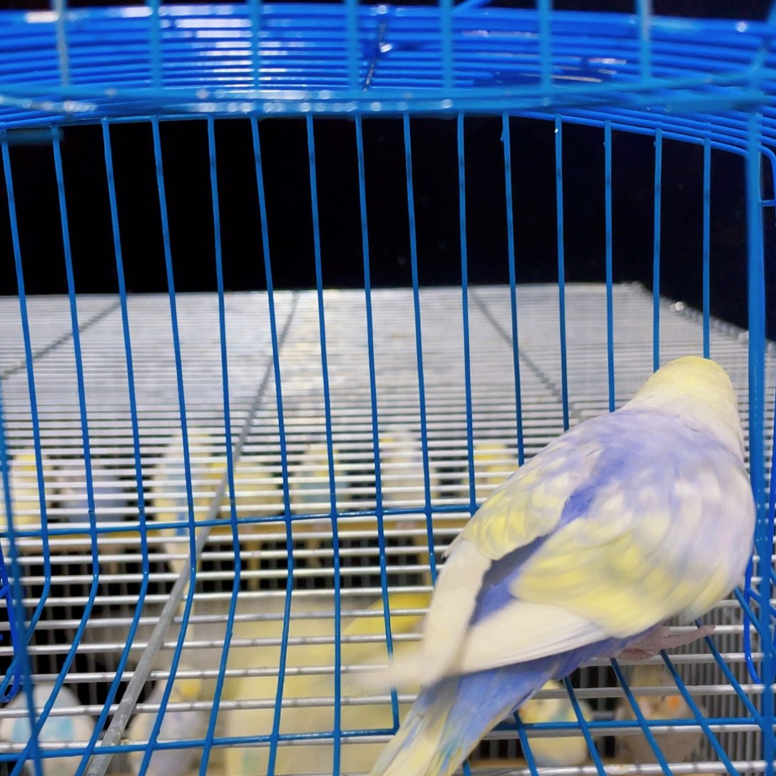 虎皮鹦鹉虎皮鹦鹉