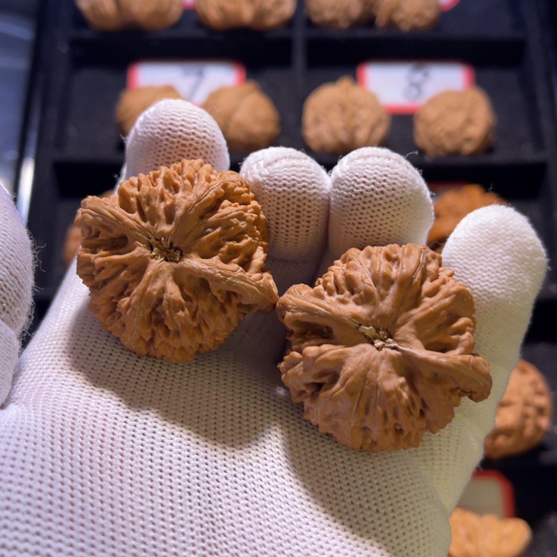 Y***秦皇岛山地果全品—64