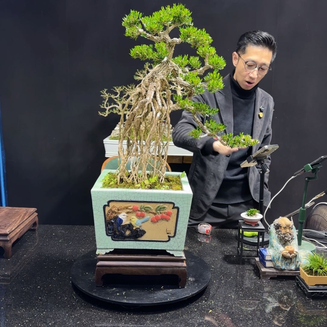 黄杨室内室外盆景艺术