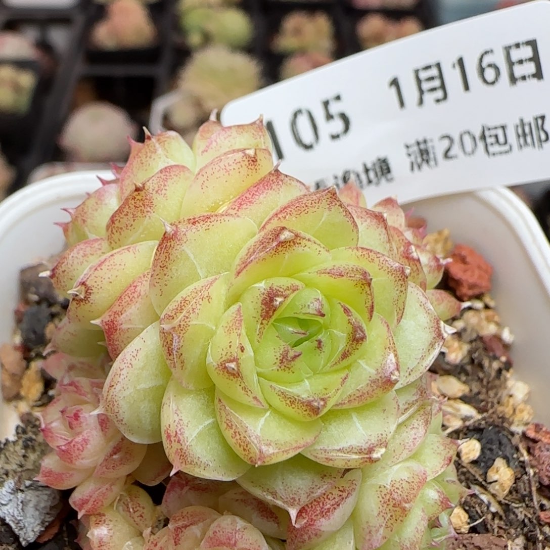 花语逸镜0116-105