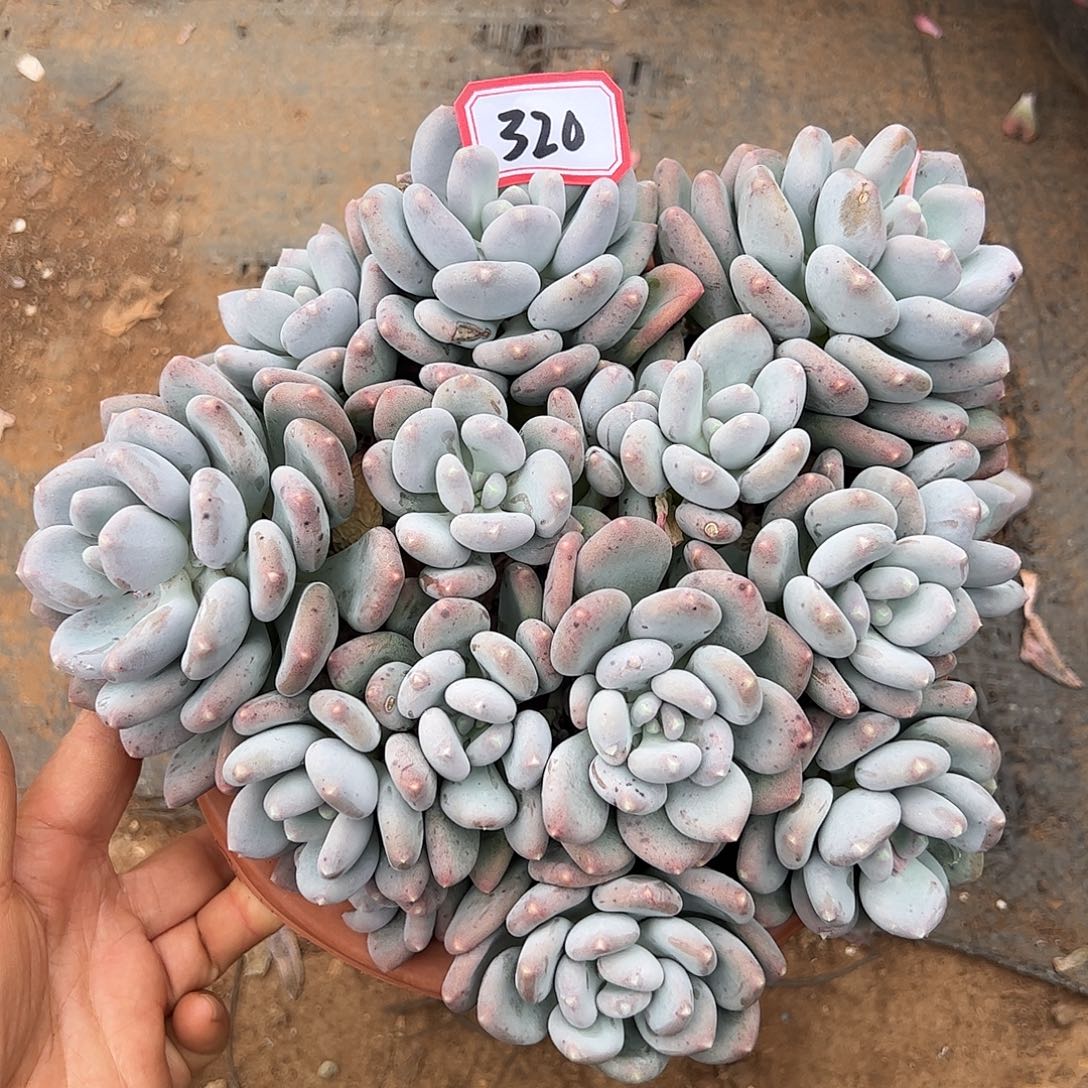 320号咖啡美人一物一