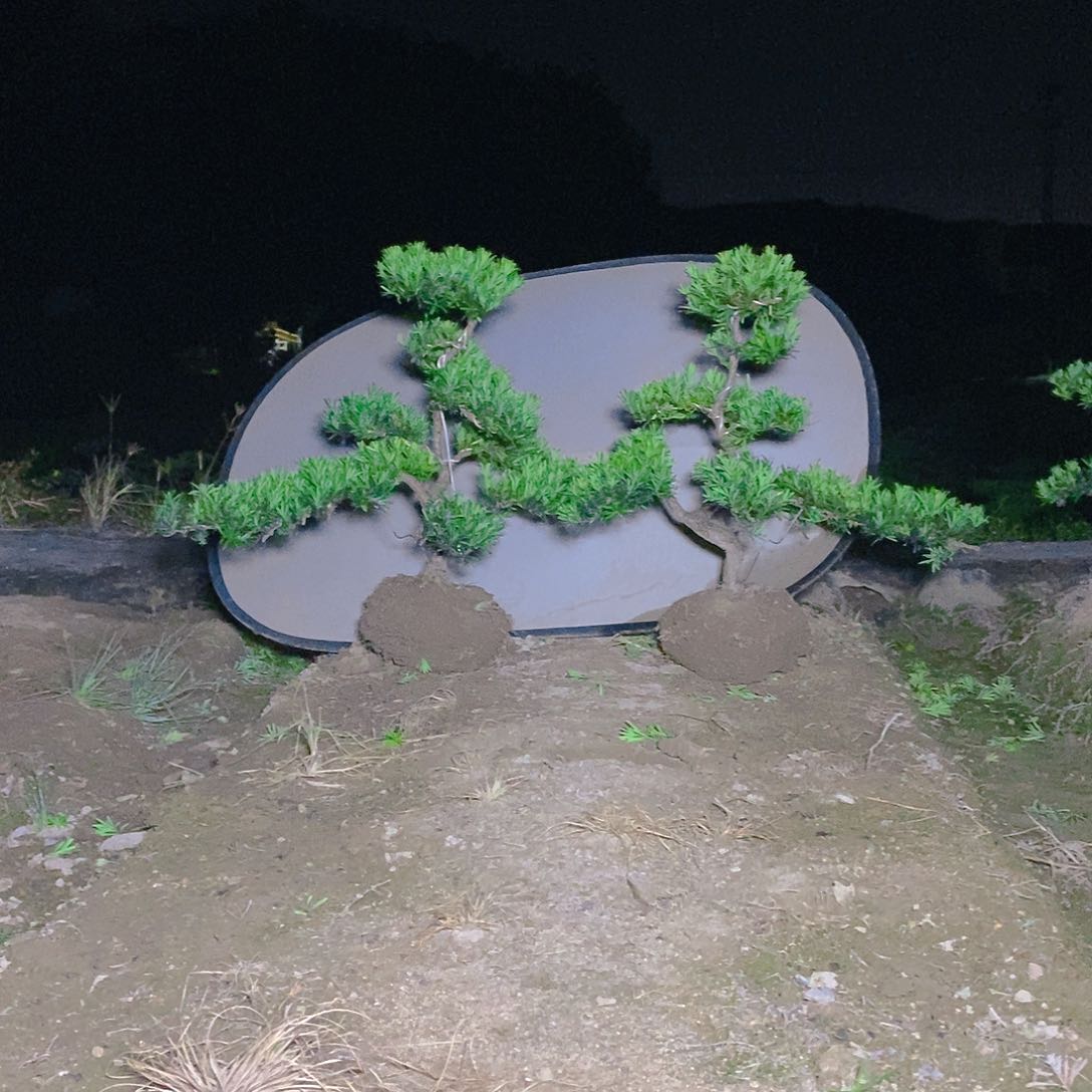 550/2颗罗汉松….