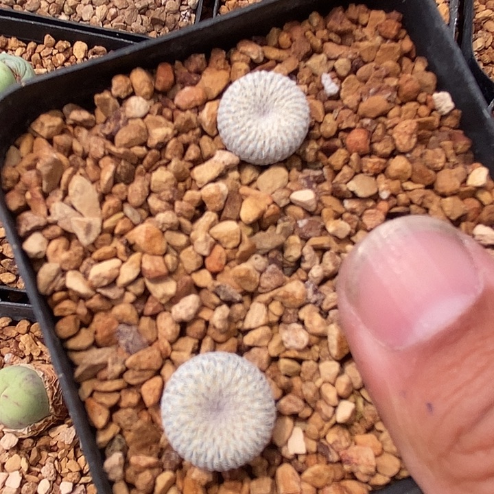 26580月世界一组两颗