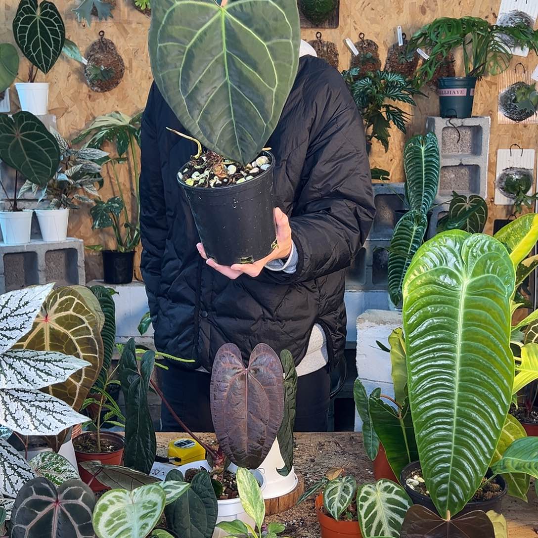 完全开放老桩花烛