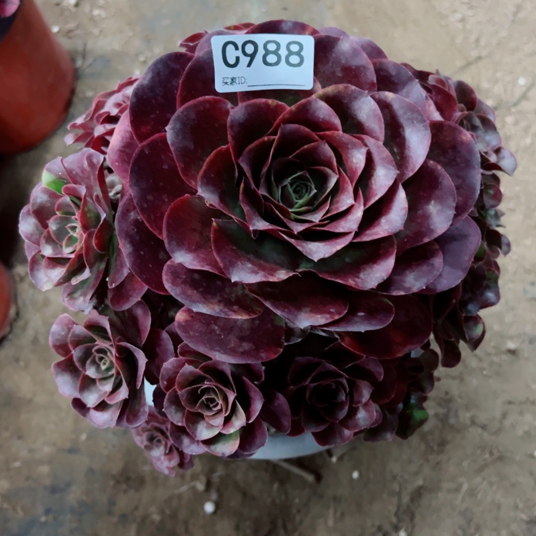 988玫金玫瑰多肉植物法师
