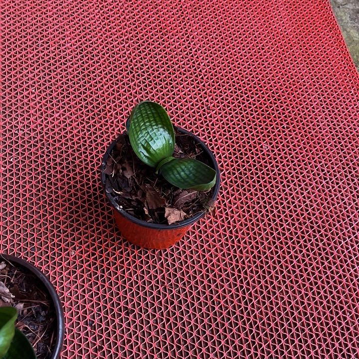 完全开放油麻微型