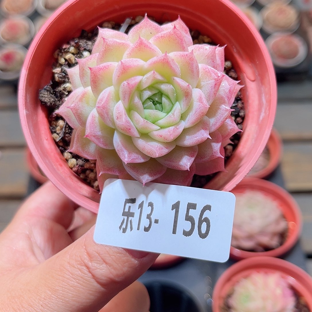 乐13-156 女王单头 