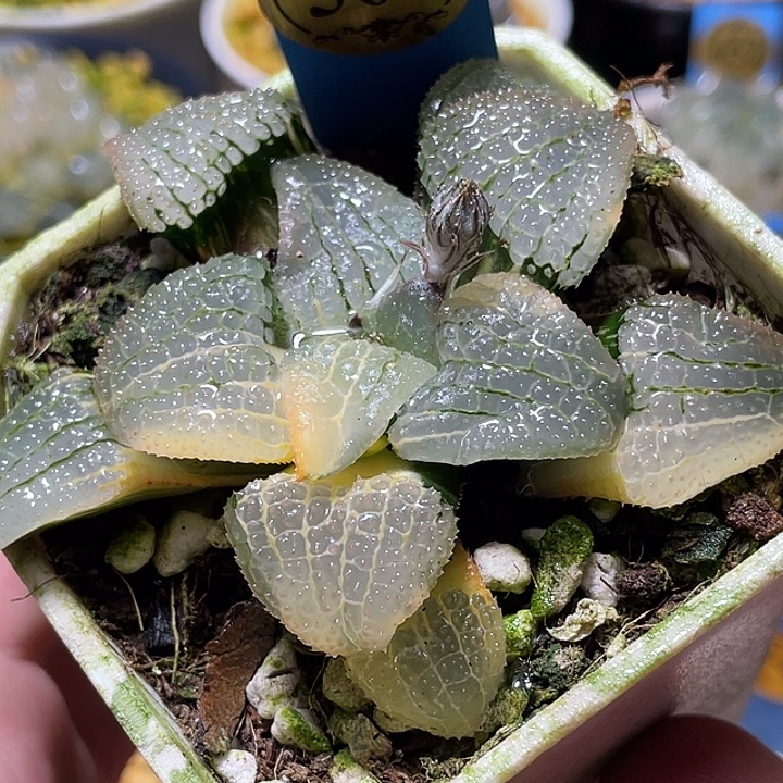 504天空之镜锦亚成