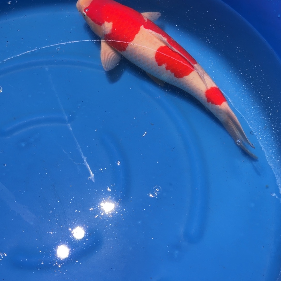 锦鲤红白专拍链接