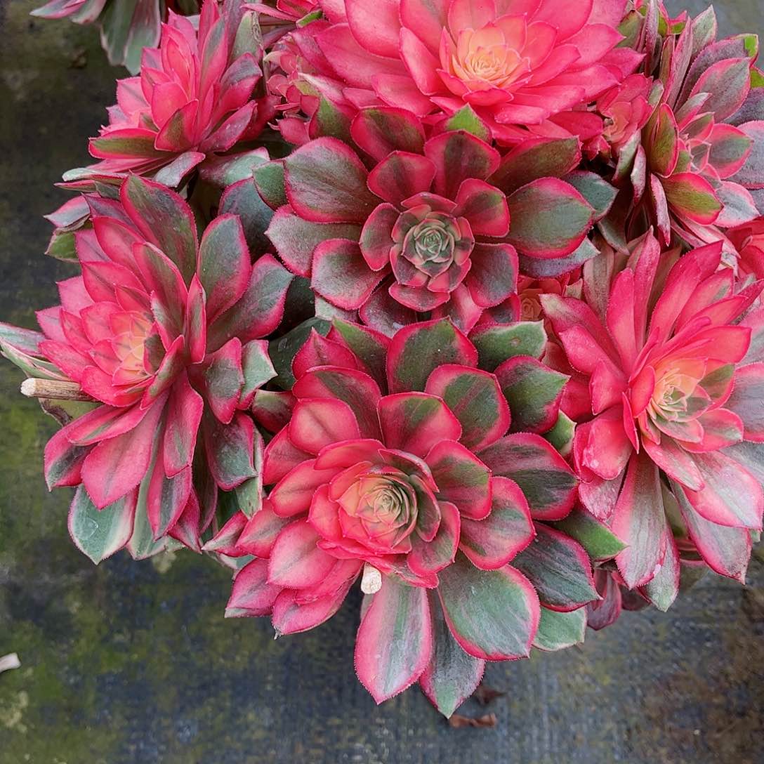 无花朵顺*多肉植物黑魔锦036