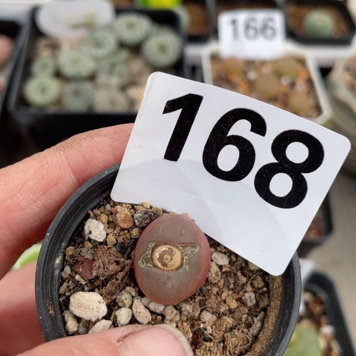 168吕红母本带盆