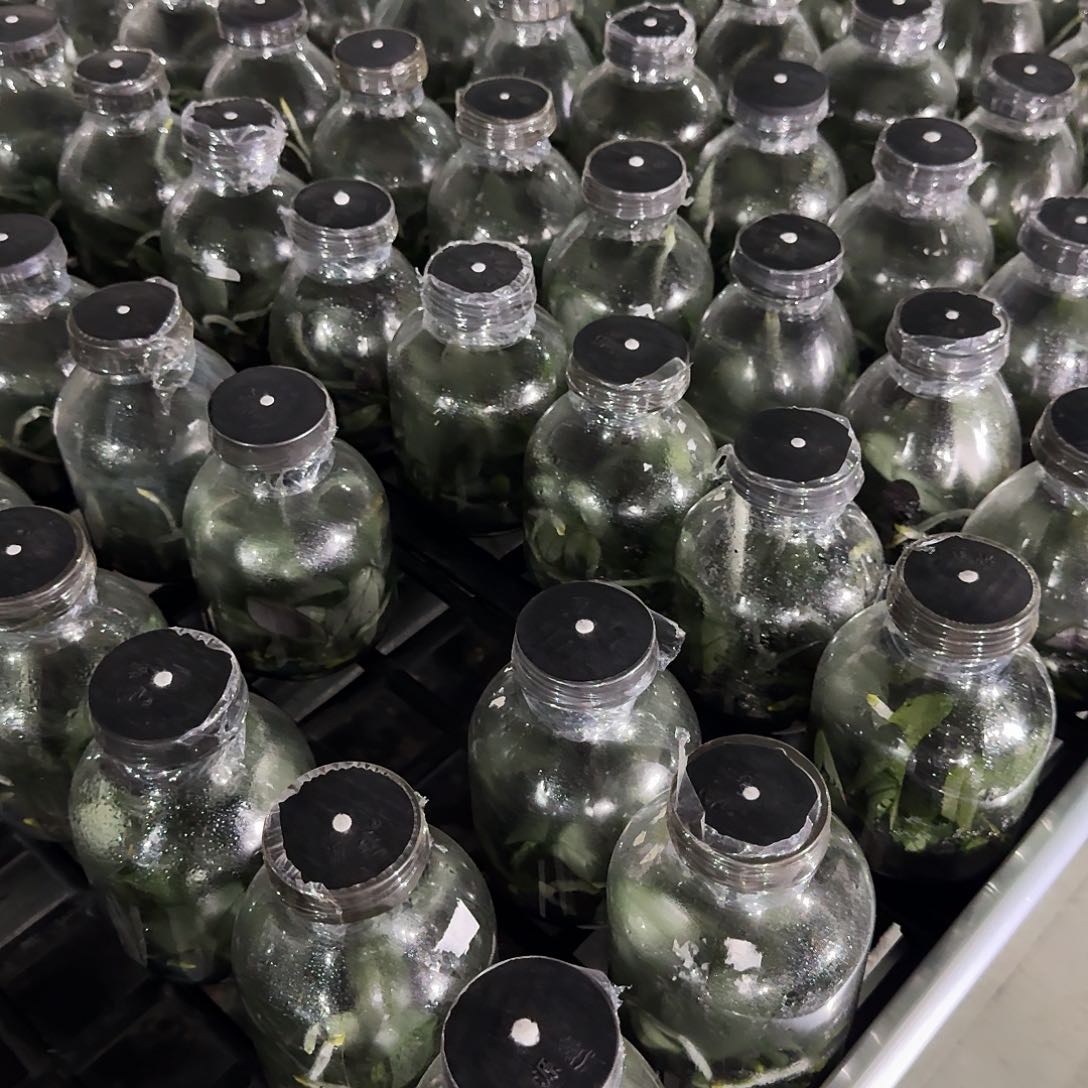 完全开放不*样蝴蝶兰