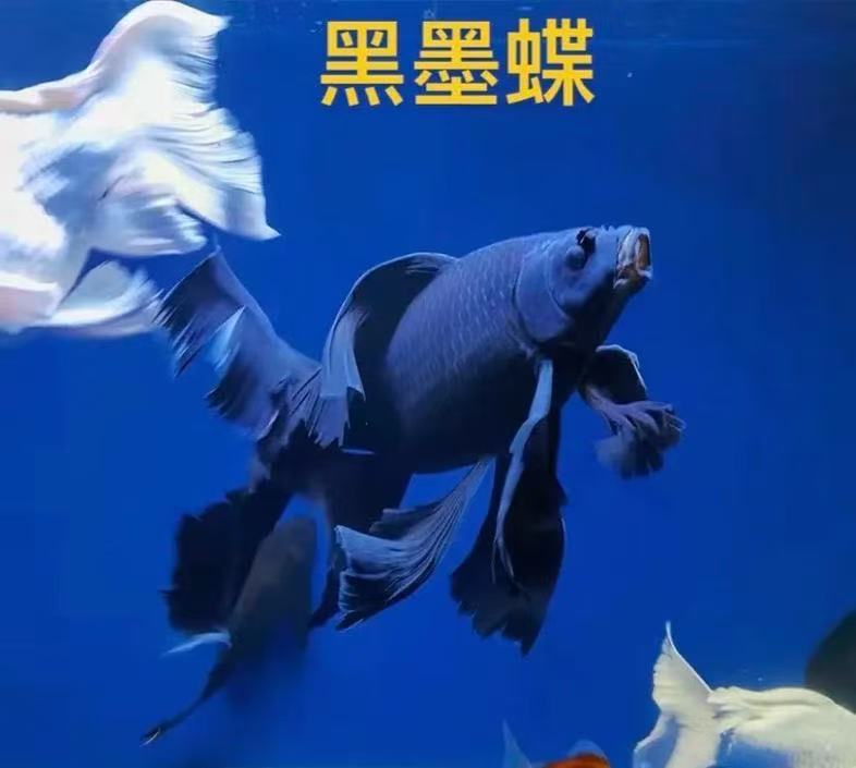 台湾纯种五代磨碟黑色蝴蝶鲤观赏鱼大鳍大尾冷水鱼好养耐活