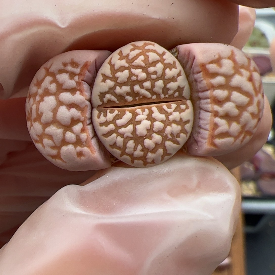 01011号黄金线多肉植物