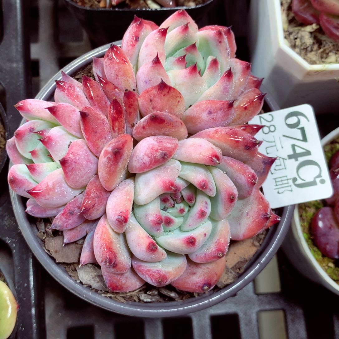 5厘米盆精控多肉674