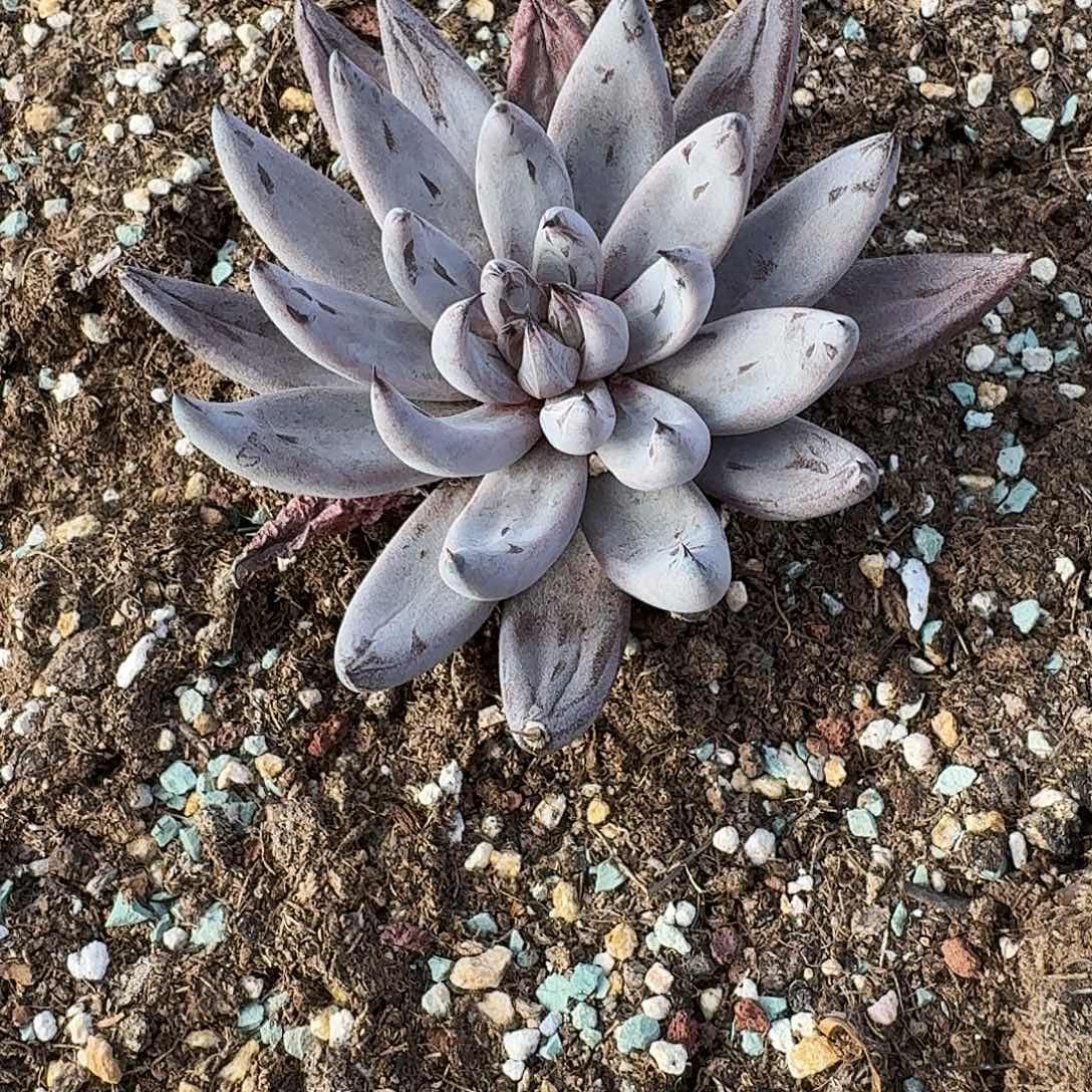 魔爪多肉植物炸炸