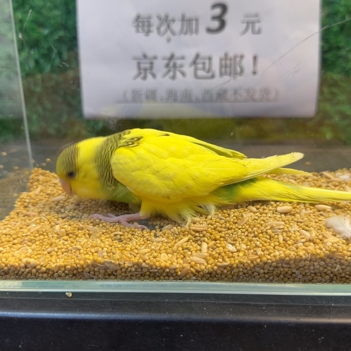 虎皮鹦鹉大头虎皮鹦鹉