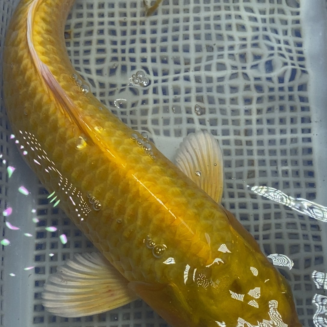 锦鲤冷水锦鲤包邮