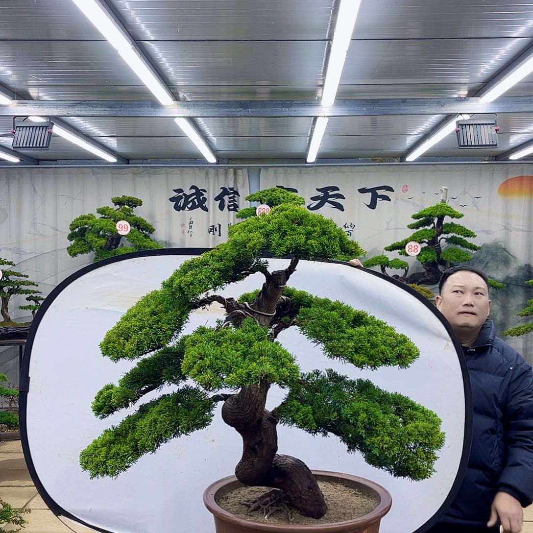 无花朵精品盆景专场直播大放漏