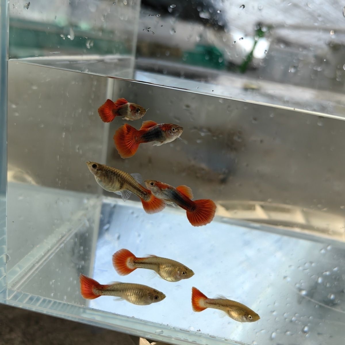 巴西小孔雀鱼杂袍练手鱼小型热带胎生凤尾好养耐活宠物鱼胎生鱼