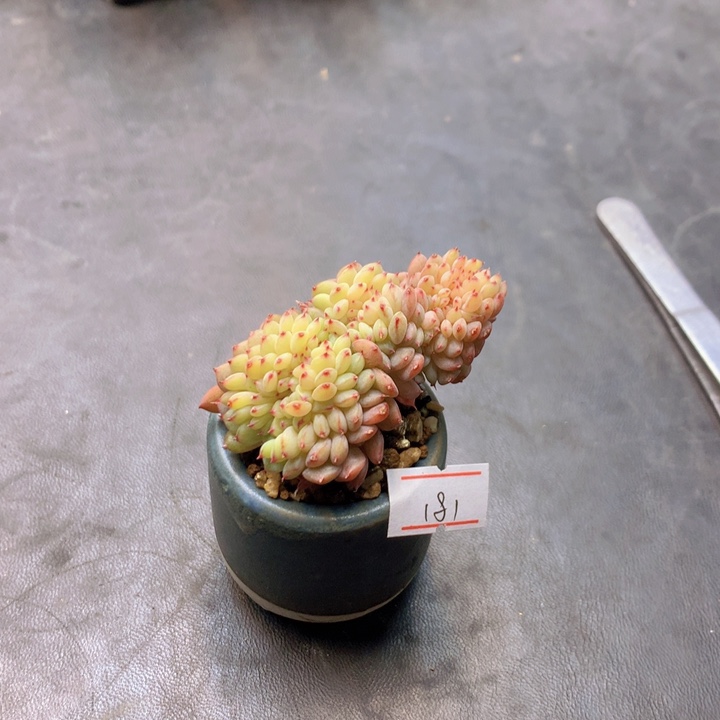 一物一拍满30包邮 181