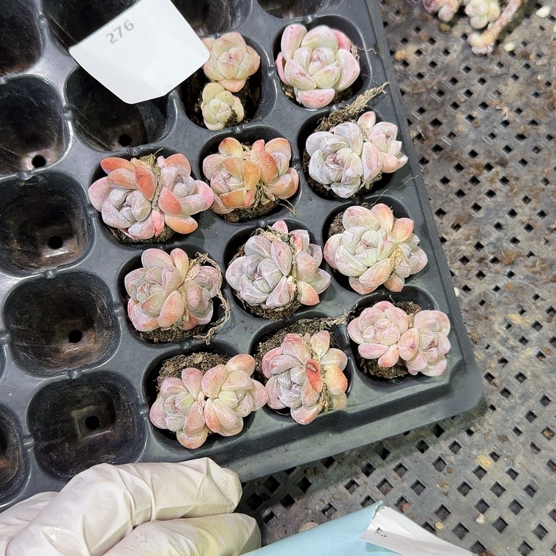 ****肉272 号到手1框～一物一拍