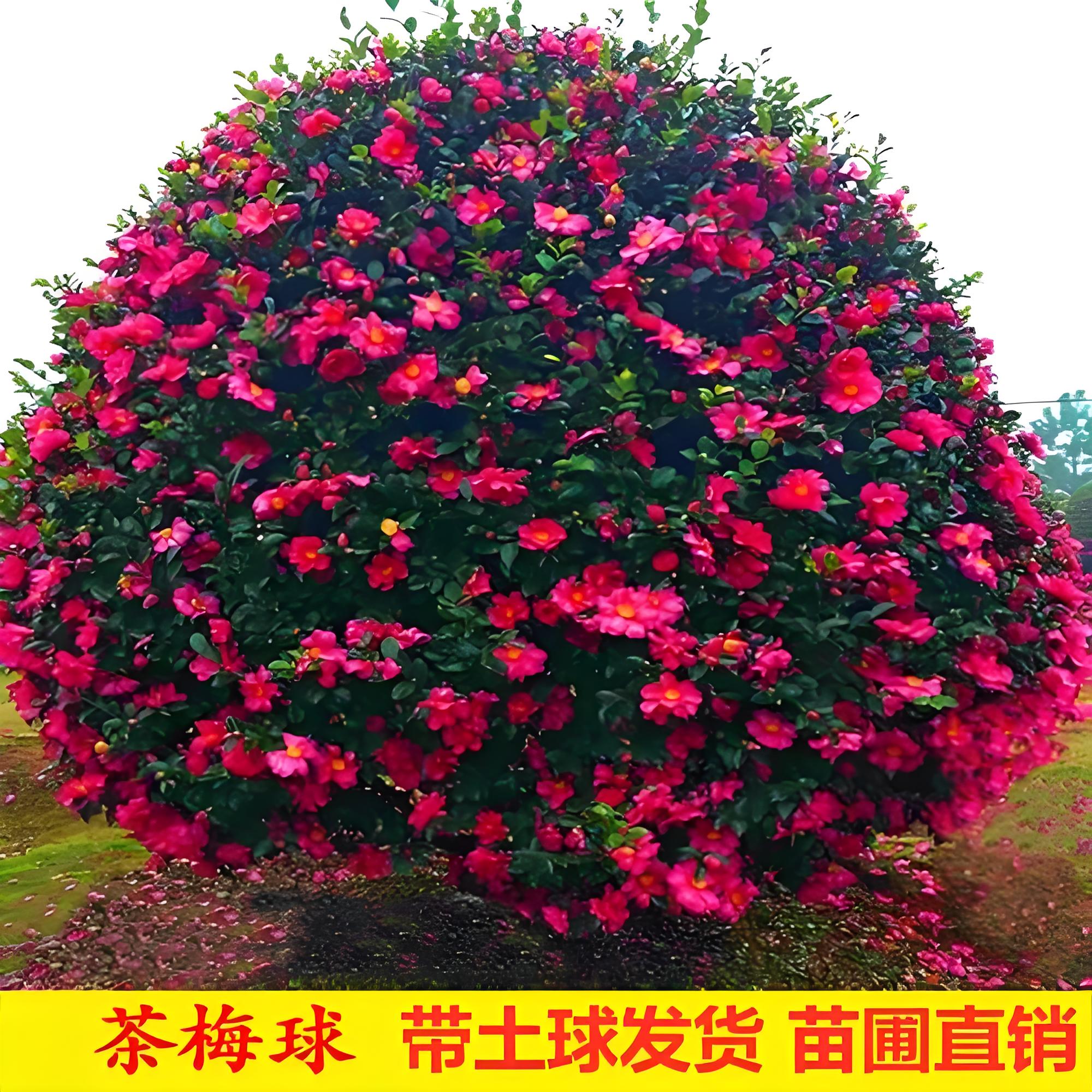 耐寒茶梅球庭院室外花树盆栽茶梅花苗绿化苗