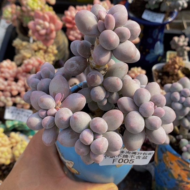 香水手指奶老桩10cm005多肉植物