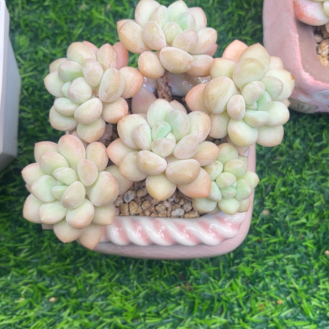 泡泡糖多肉老庄12冠幅……