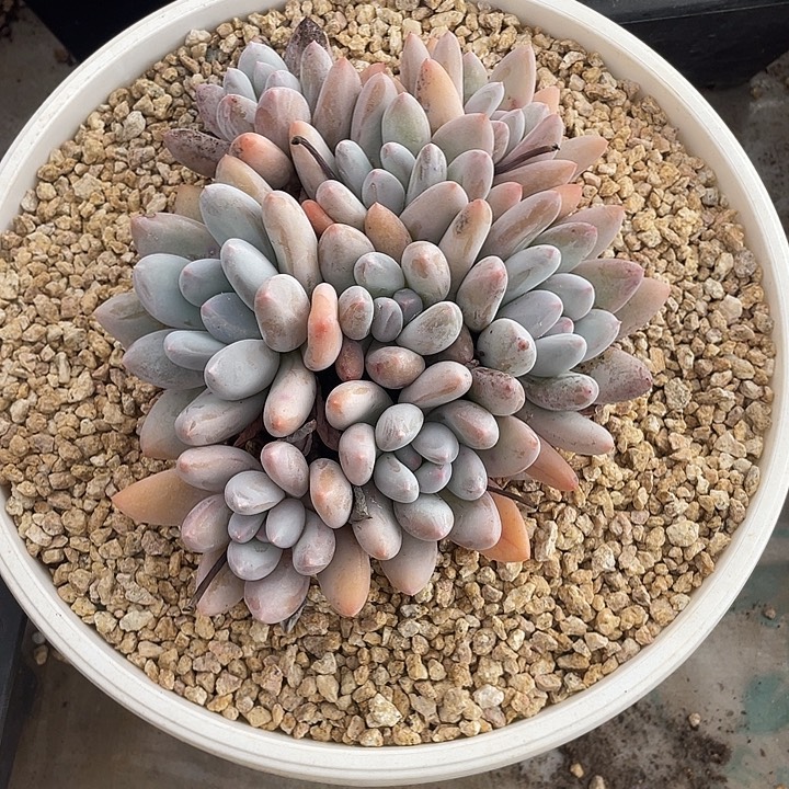 香水 不带盆土满20包邮发货