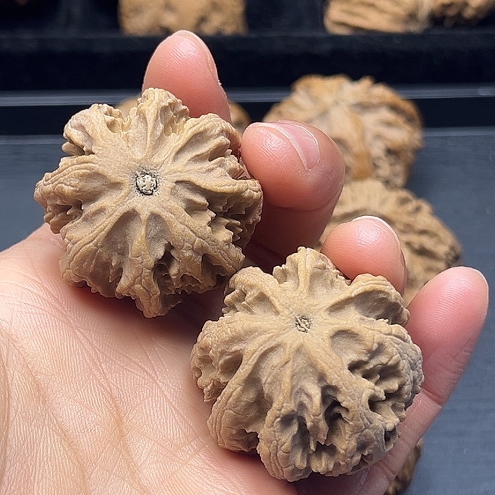 木质类秦岭突突突突突突