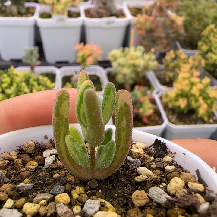 A***y127-拉丝钻石黄金拉丝锦