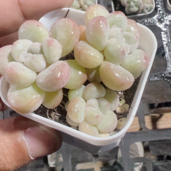 泡泡糖精品多肉植物大战