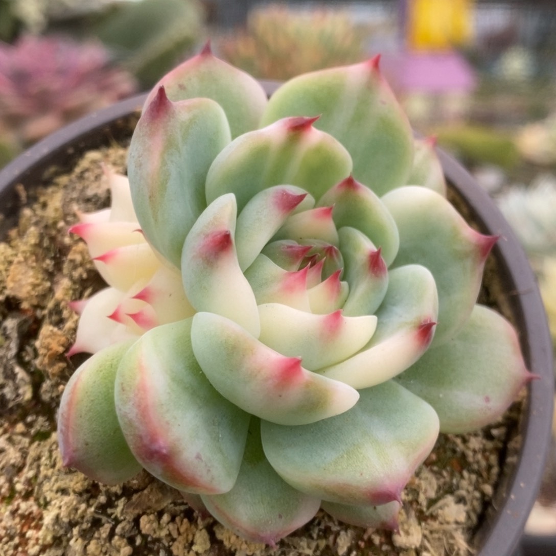 593锦锦锦锦锦锦锦锦