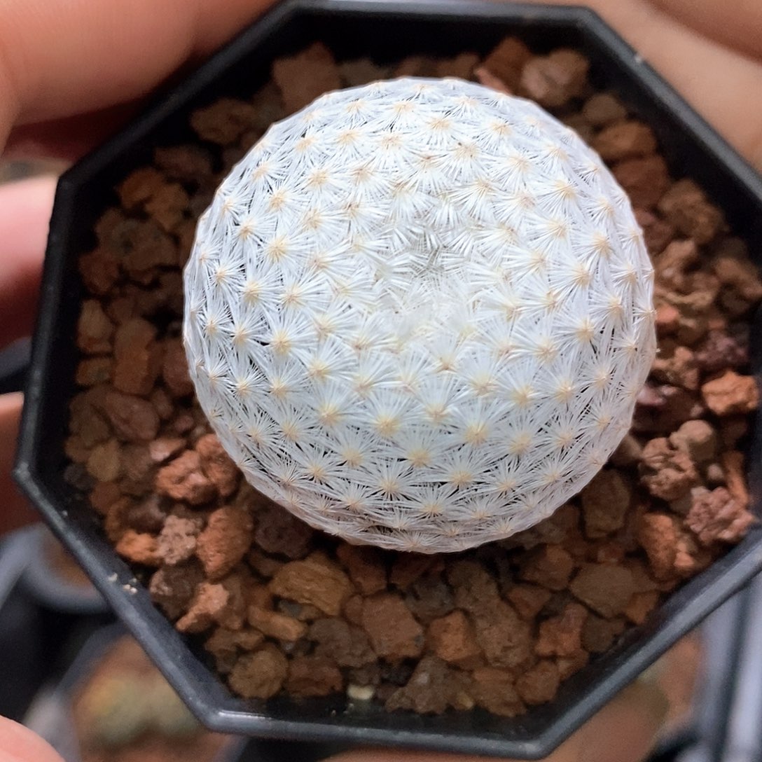 孤品实生优选日系单头白鸟3.8cm仙人球