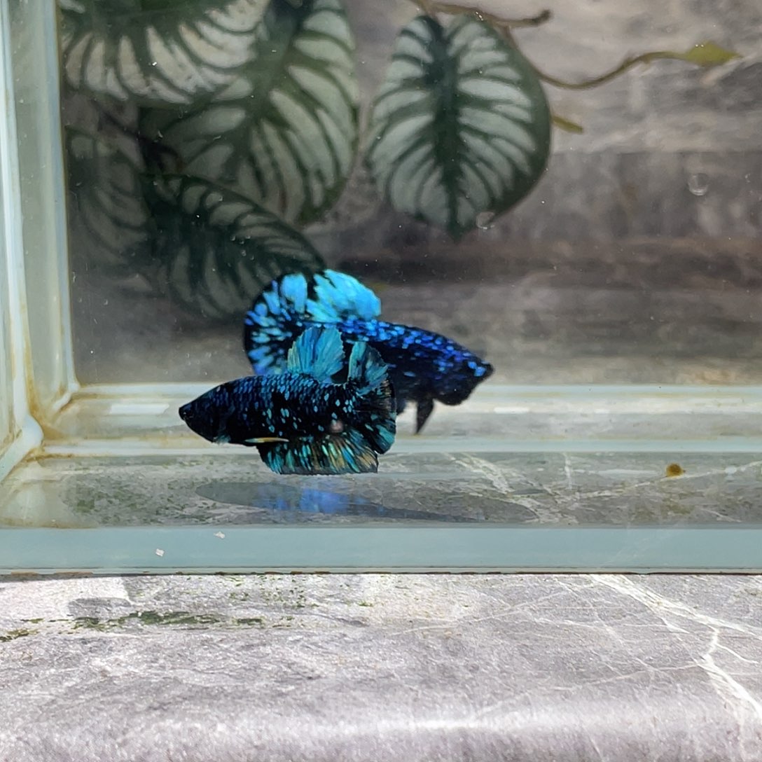 斗鱼育平斗鱼泰国斗鱼