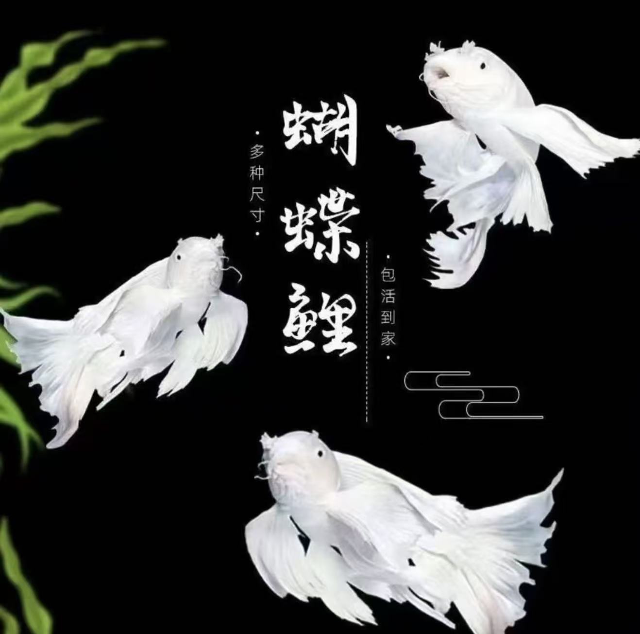 【白短球20-25cm】球体短身白色蝴蝶鲤鱼赛级观赏鱼
