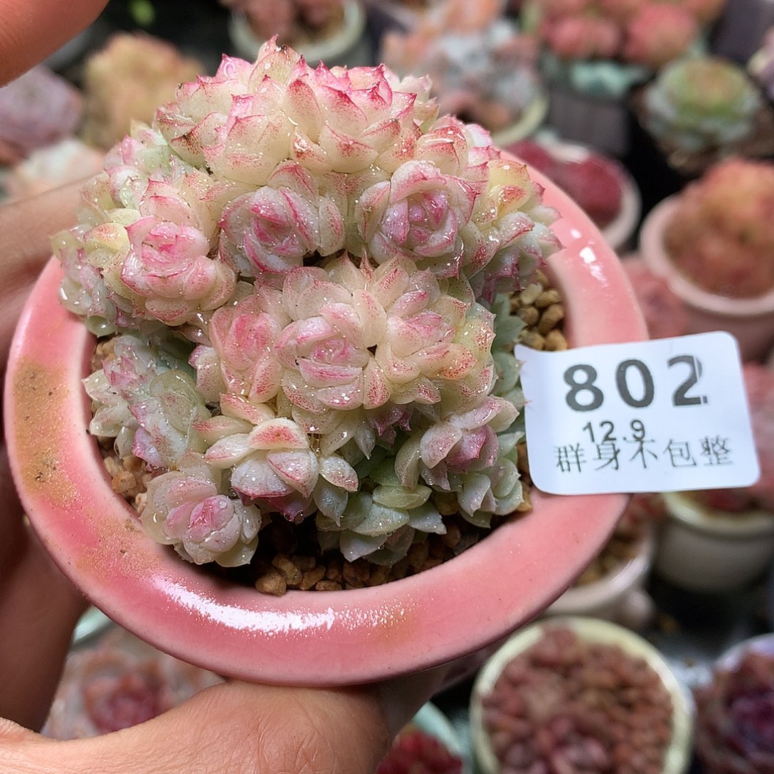 精控拇指盆12.9802