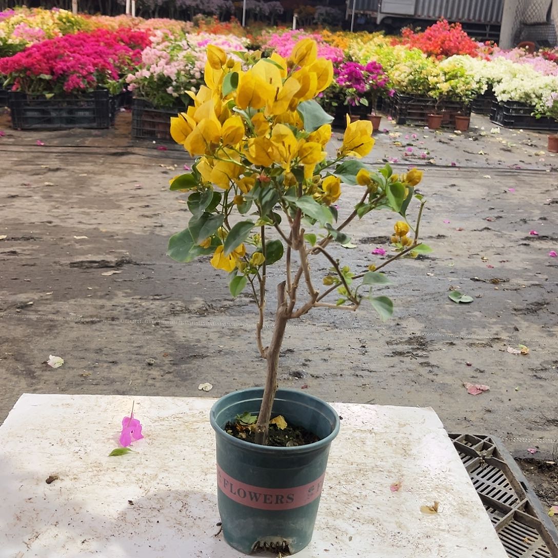 大部分花苞少量开放柠檬黄掌中宝一颗