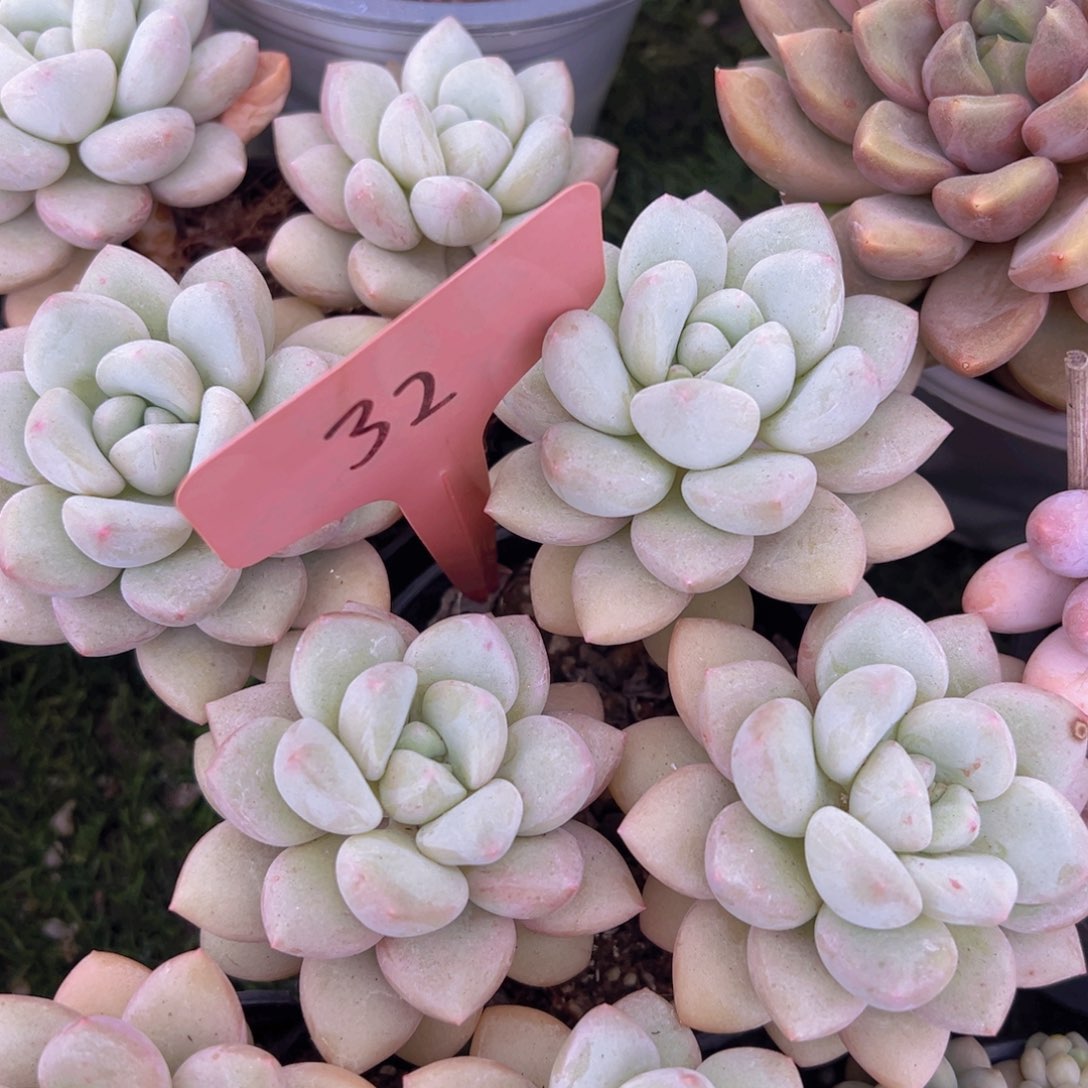 香玉的故事是一个人的故事