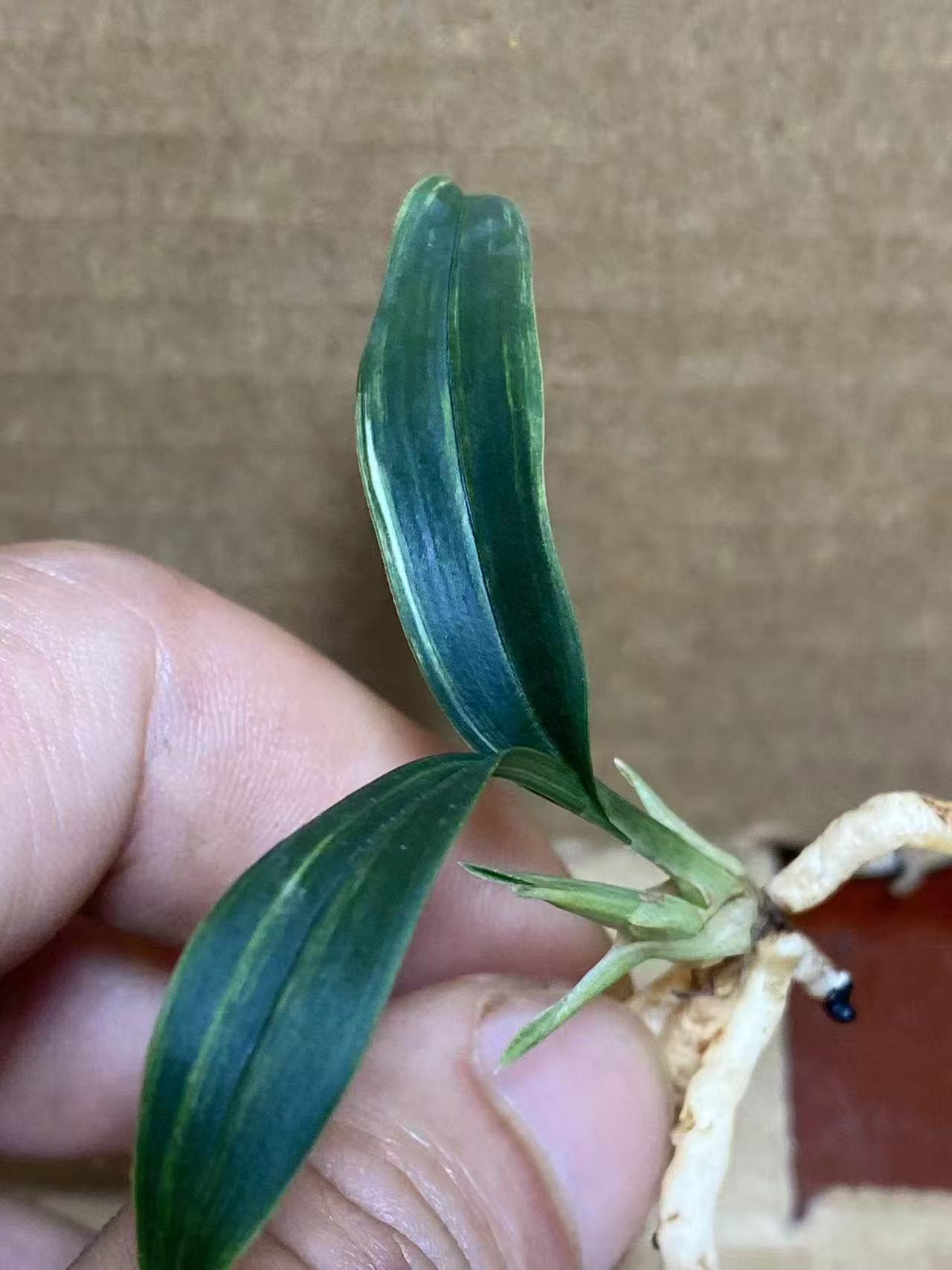 精品兰花磨砂花卉