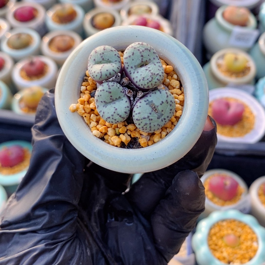 5654--一物一拍 带盆